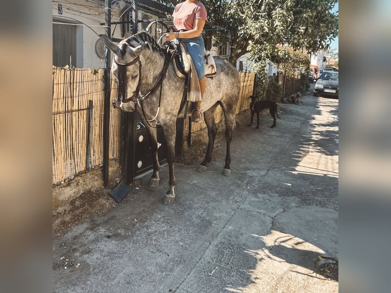 Pozostałe rasy Klacz 6 lat 160 cm Siwa in San Fernando De Henares