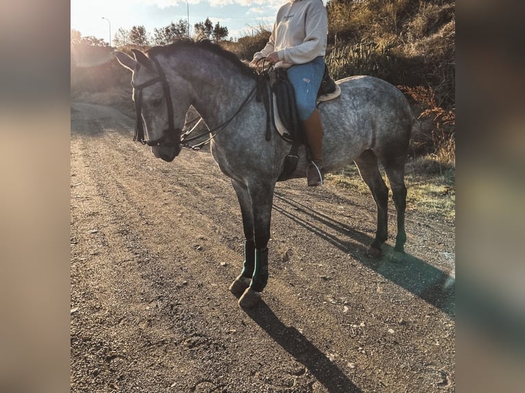 Pozostałe rasy Klacz 6 lat 160 cm Siwa in San Fernando De Henares