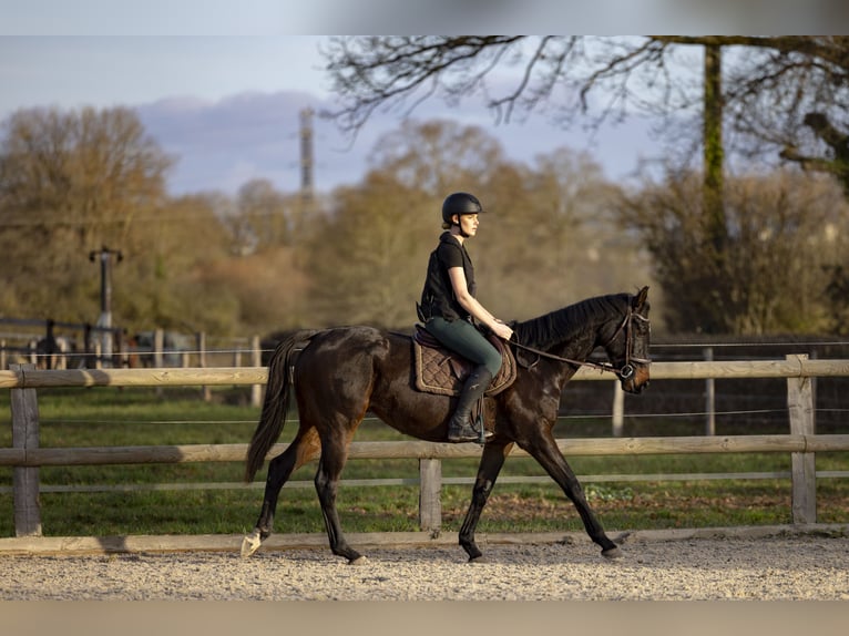 Pozostałe rasy Klacz 6 lat 162 cm Ciemnogniada in Le Mans