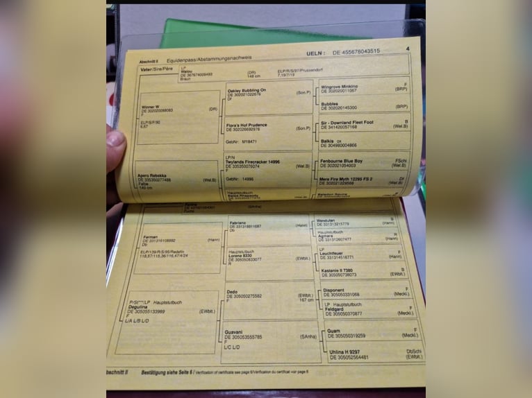 Pozostałe rasy Klacz 6 lat 162 cm Gniada in Backnang