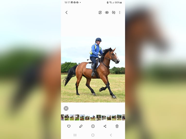 Pozostałe rasy Klacz 6 lat 165 cm Gniada in Devon