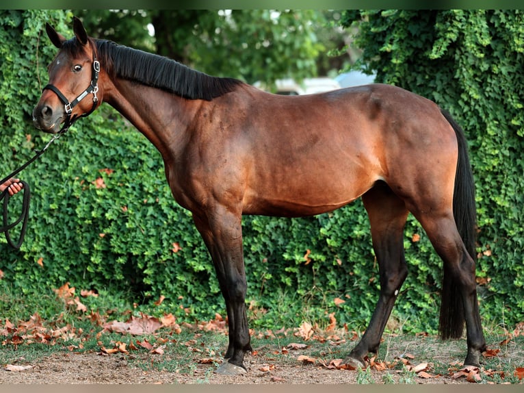 Pozostałe rasy Klacz 6 lat 165 cm Gniada in Ruse