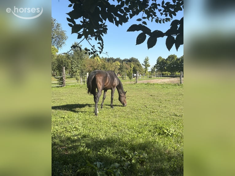 Pozostałe rasy Klacz 6 lat 168 cm Ciemnogniada in Sezana