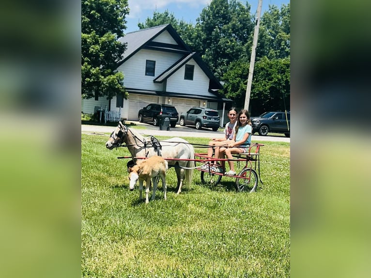 Pozostałe rasy Klacz 6 lat 91 cm Kasztanowatodereszowata in Charleston