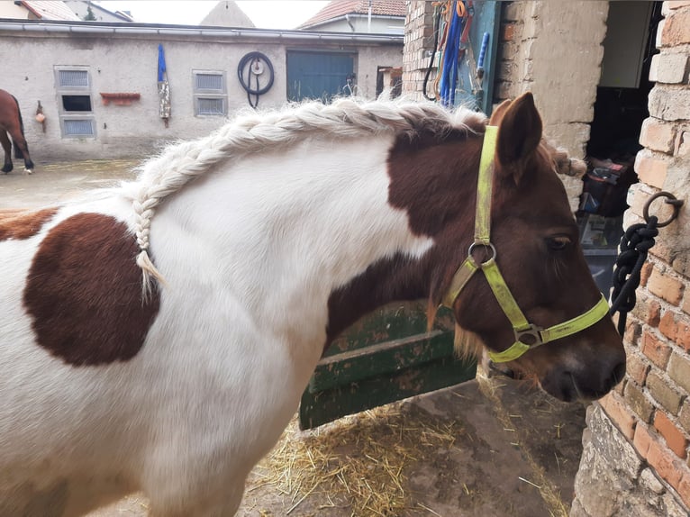 Pozostałe rasy Mix Klacz 7 lat 123 cm Srokata in Freyburg (Unstrut)