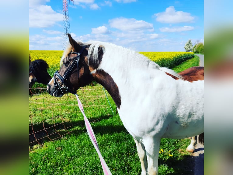Pozostałe rasy Mix Klacz 7 lat 123 cm Srokata in Freyburg (Unstrut)