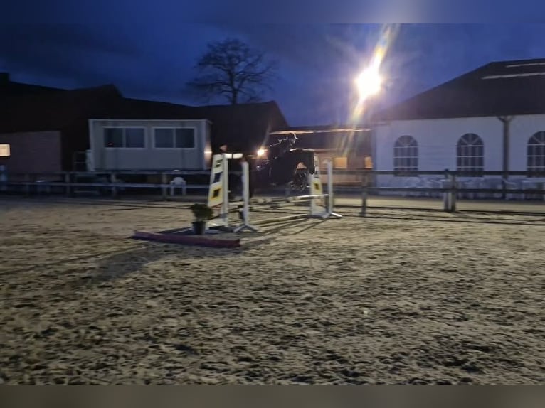 Pozostałe rasy Klacz 7 lat 146 cm Gniada in Breda