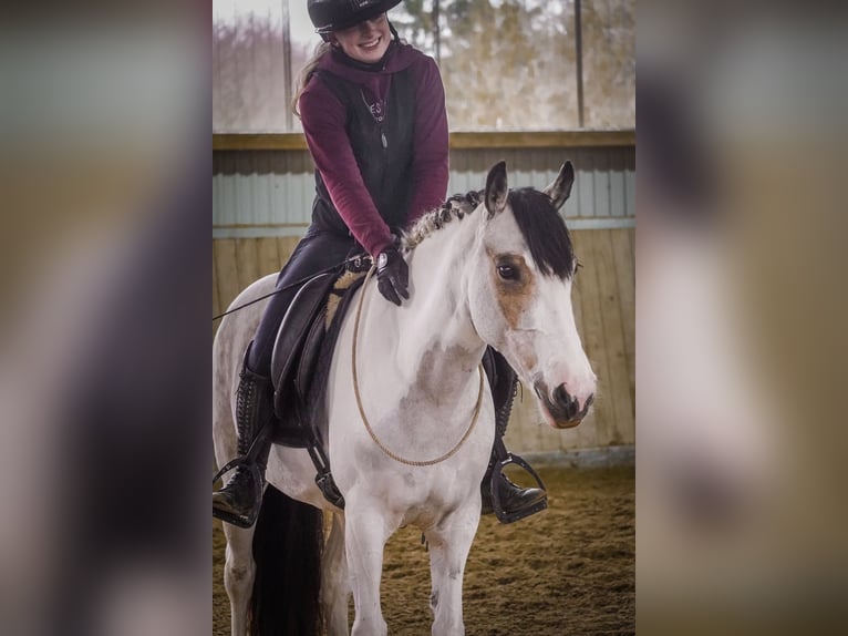 Pozostałe rasy Klacz 7 lat 146 cm Srokata in Nettersheim