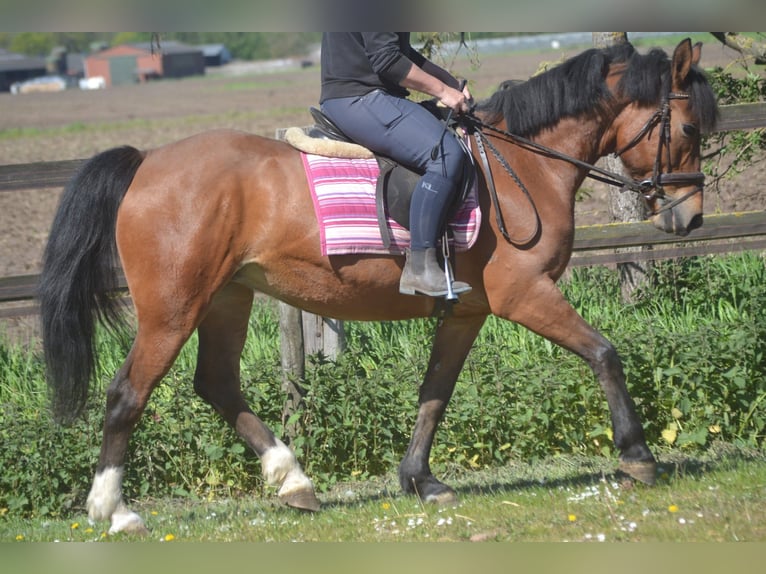 Pozostałe rasy Klacz 7 lat 147 cm Gniada in Breda