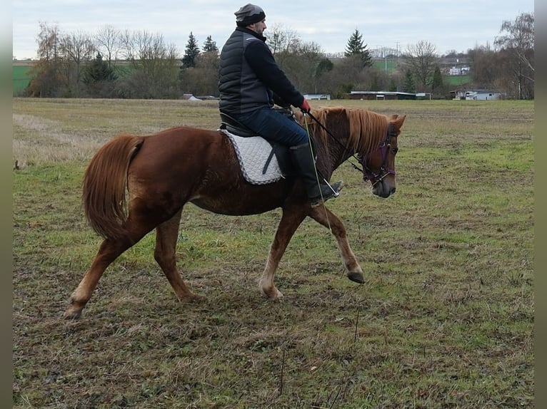 Pozostałe rasy Klacz 7 lat 147 cm Kasztanowata in Buttst&#xE4;dt