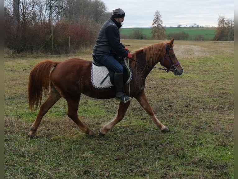 Pozostałe rasy Klacz 7 lat 147 cm Kasztanowata in Buttst&#xE4;dt
