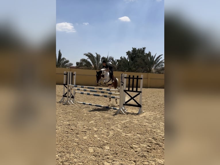 Pozostałe rasy Klacz 7 lat 149 cm Srokata in Cairo