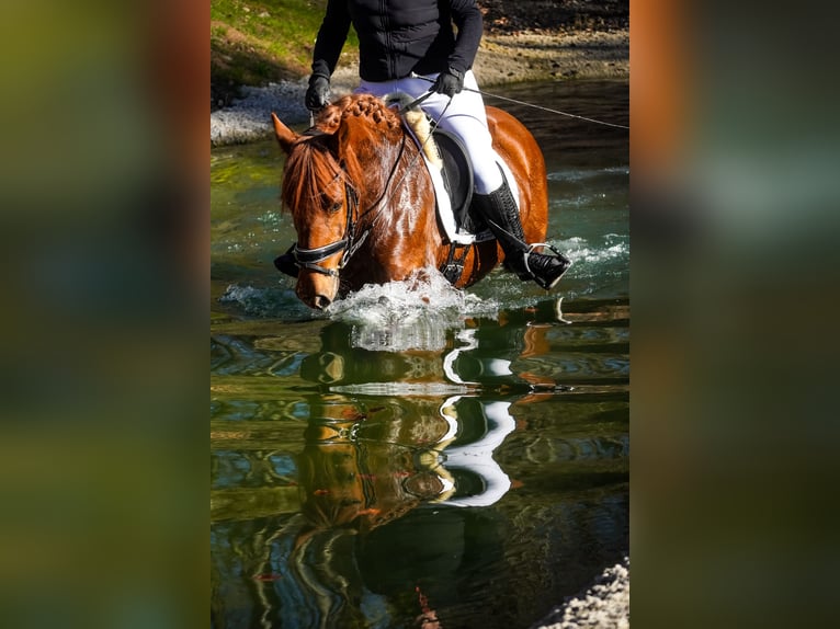 Pozostałe rasy Klacz 7 lat 152 cm Ciemnokasztanowata in Nettersheim