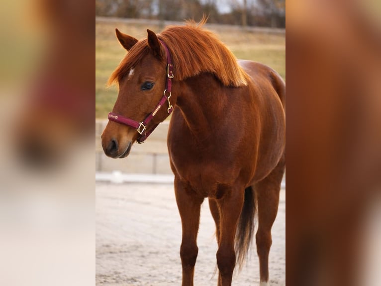 Pozostałe rasy Klacz 7 lat 152 cm Ciemnokasztanowata in Nettersheim