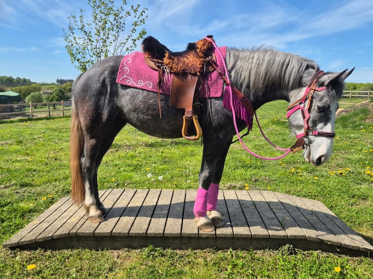 Pozostałe rasy Klacz 7 lat 155 cm Siwa jabłkowita in Linkenbach