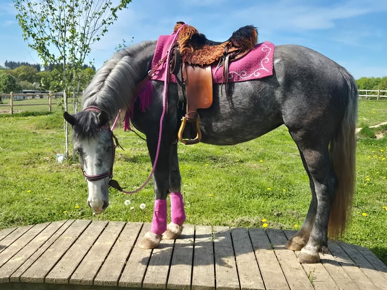 Pozostałe rasy Klacz 7 lat 155 cm Siwa jabłkowita in Linkenbach