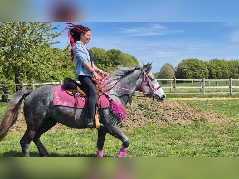 Pozostałe rasy Klacz 7 lat 155 cm Siwa jabłkowita in Linkenbach