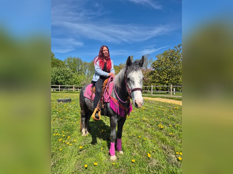 Pozostałe rasy Klacz 7 lat 155 cm Siwa jabłkowita in Linkenbach