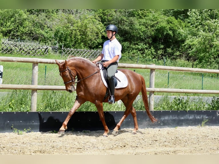 Pozostałe rasy Klacz 7 lat 156 cm Ciemnokasztanowata in Üxheim