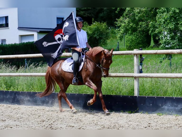 Pozostałe rasy Klacz 7 lat 156 cm Ciemnokasztanowata in Üxheim