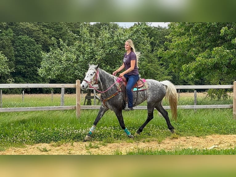 Pozostałe rasy Klacz 7 lat 156 cm Siwa jabłkowita in Linkenbach