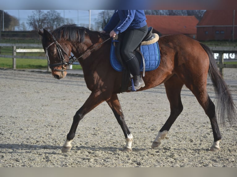 Pozostałe rasy Klacz 7 lat 158 cm Gniada in Breda