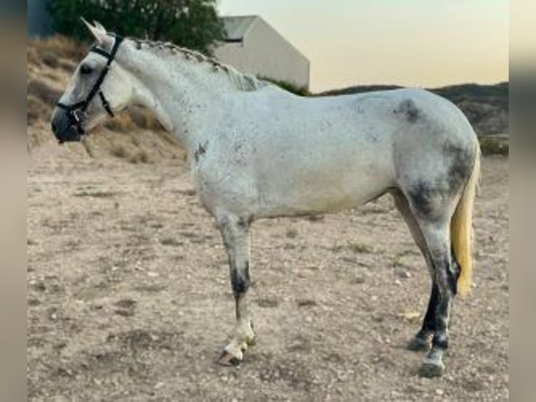 Pozostałe rasy Mix Klacz 7 lat 160 cm Siwa in Murcia