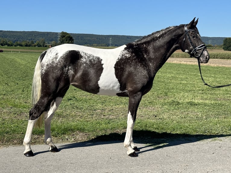 Pozostałe rasy Mix Klacz 7 lat 160 cm Srokata in Riedlingen