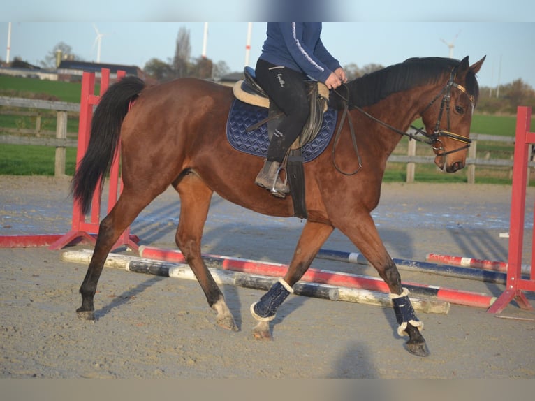 Pozostałe rasy Klacz 7 lat 165 cm Gniada in Breda