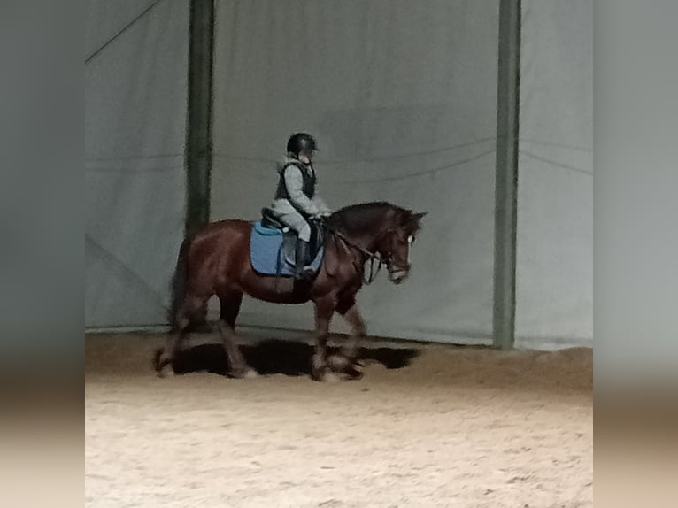 Pozostałe rasy Mix Klacz 8 lat 137 cm Bułana in Belga, La (Viella-Siero)