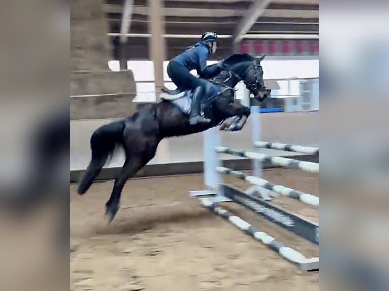 Pozostałe rasy Mix Klacz 8 lat 147 cm Skarogniada in Kaufbeuren