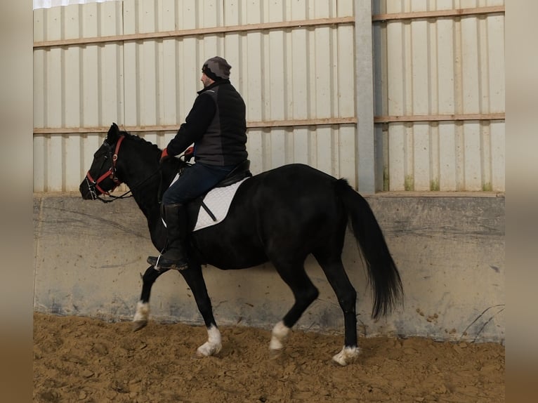 Pozostałe rasy Klacz 8 lat 148 cm Kara in Buttst&#xE4;dt