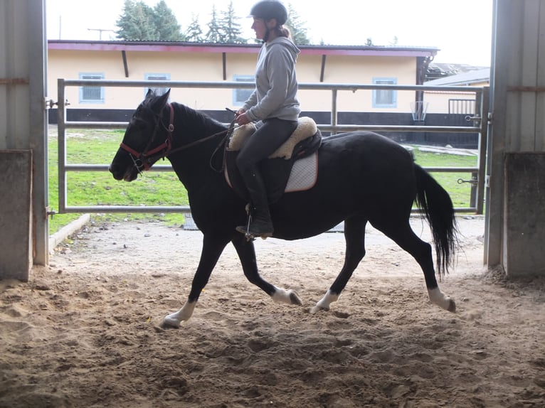 Pozostałe rasy Klacz 8 lat 148 cm Kara in Ellersleben