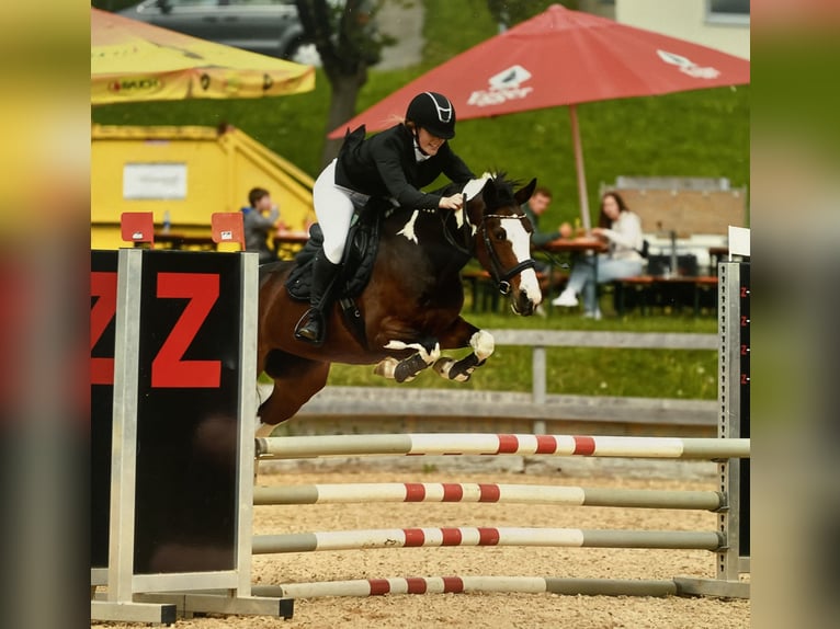 Pozostałe rasy Klacz 8 lat 149 cm Srokata in VandanS