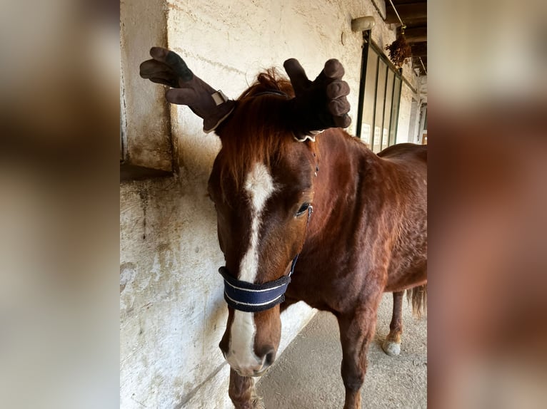 Pozostałe rasy Mix Klacz 8 lat 150 cm Kasztanowata in Elixhausen