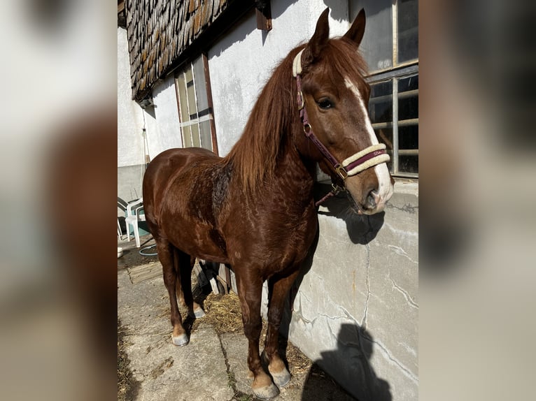 Pozostałe rasy Mix Klacz 8 lat 150 cm Kasztanowata in Elixhausen