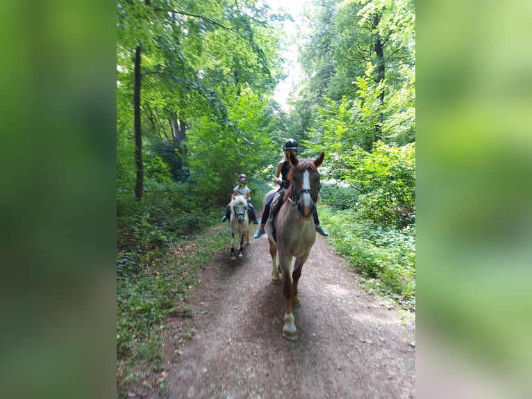 Pozostałe rasy Mix Klacz 8 lat 155 cm Kasztanowata in Groß Buchwald