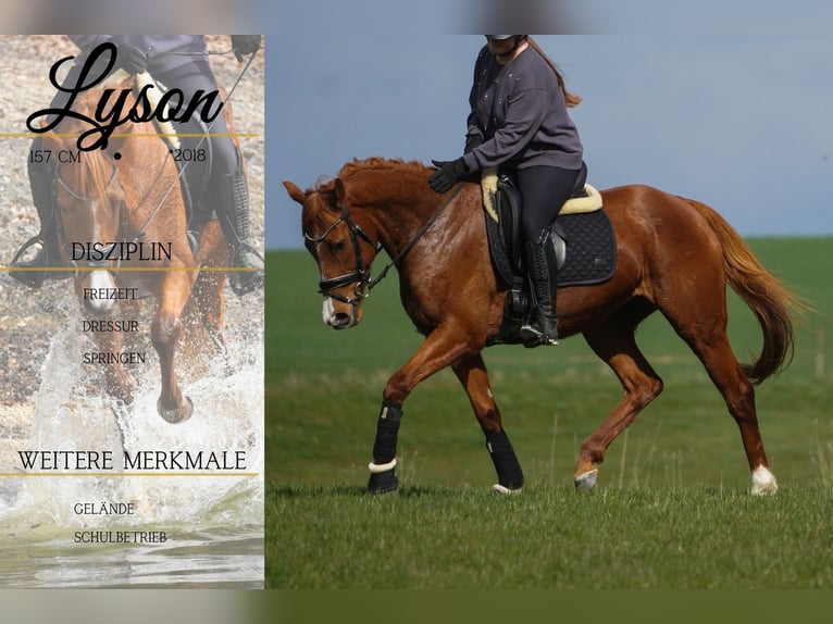 Pozostałe rasy Klacz 8 lat 157 cm Kasztanowata in Nettersheim