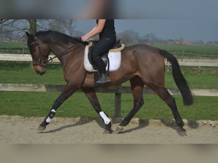 Pozostałe rasy Klacz 8 lat 160 cm Gniada in Breda