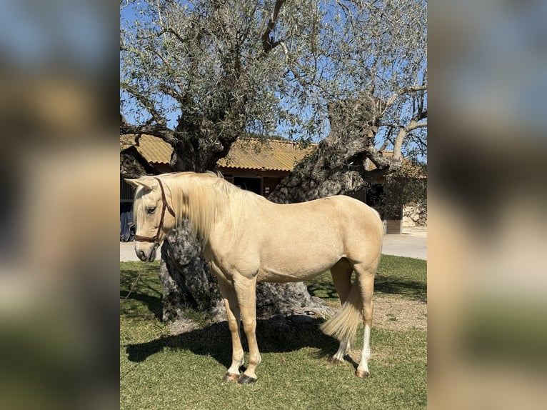 Pozostałe rasy Klacz 8 lat 160 cm Izabelowata in Xabia/Javea