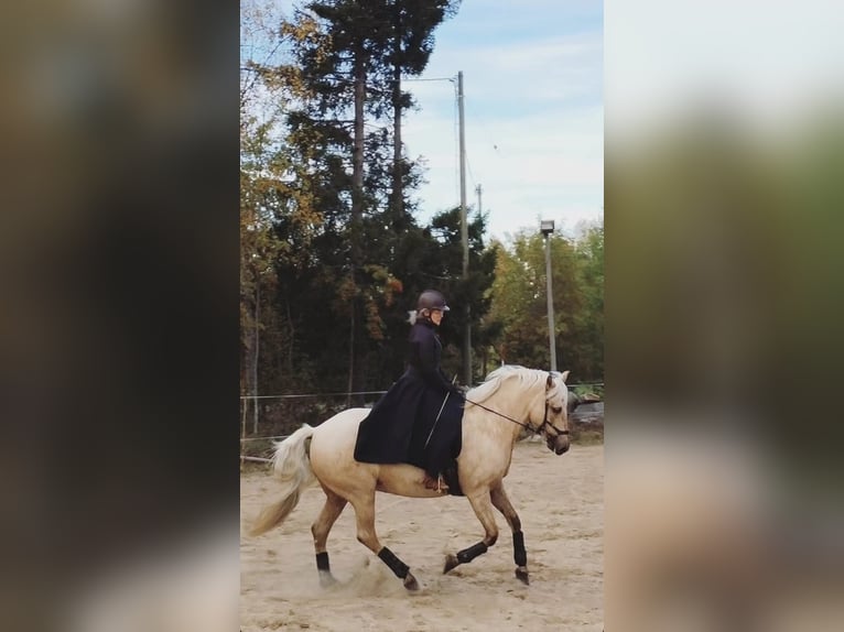 Pozostałe rasy Klacz 8 lat 163 cm Izabelowata in Paavola