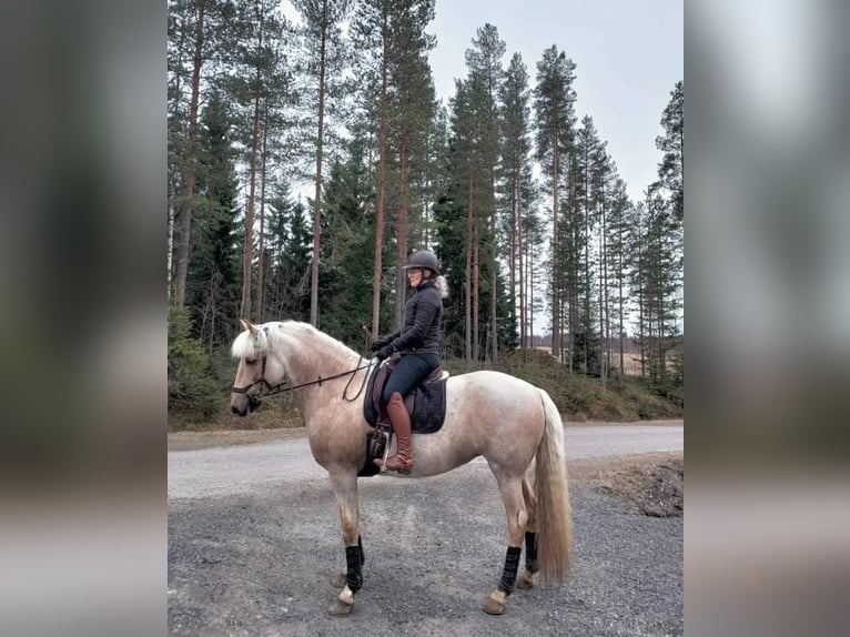 Pozostałe rasy Klacz 8 lat 163 cm Izabelowata in Paavola