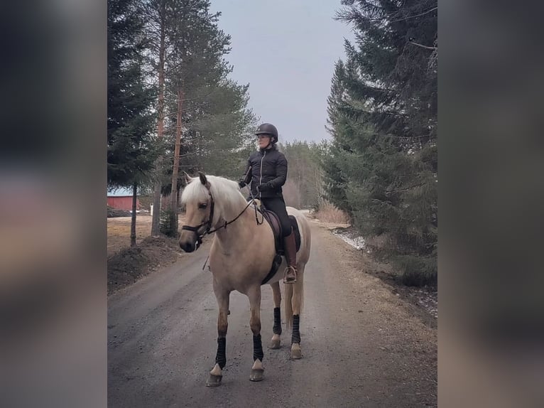 Pozostałe rasy Klacz 8 lat 163 cm Izabelowata in Paavola