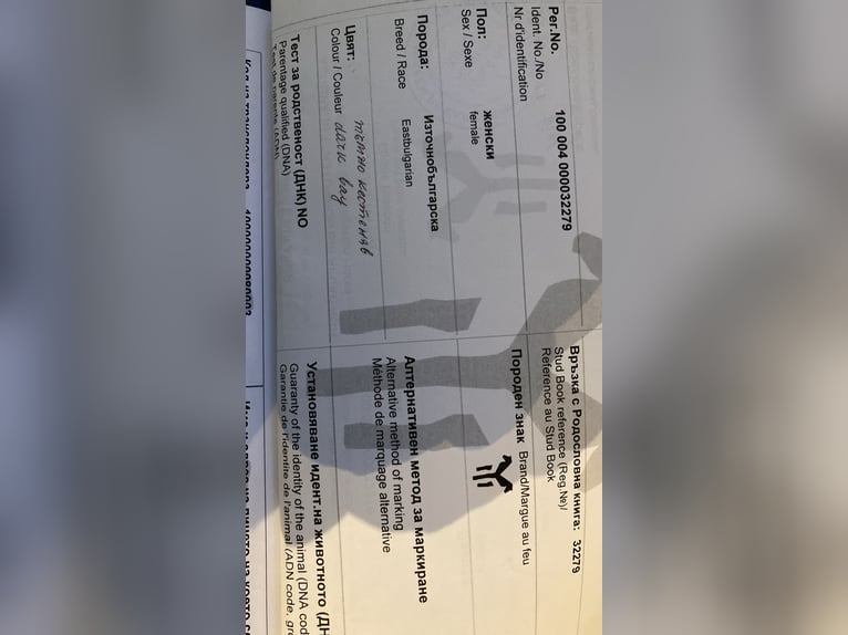 Pozostałe rasy Klacz 8 lat 165 cm Gniada in Freystadt Pozostałe rasy Klacz 8 lat 165 cm Gniada in Freystadt