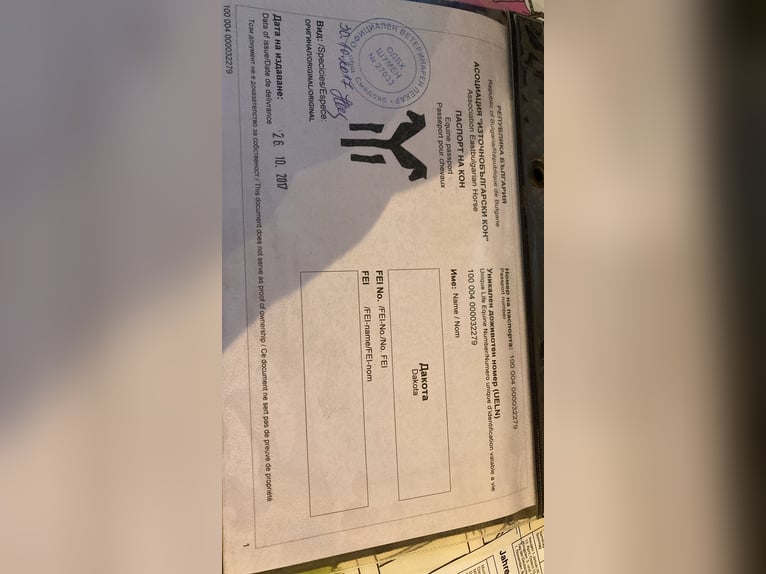 Pozostałe rasy Klacz 8 lat 165 cm Gniada in Freystadt Pozostałe rasy Klacz 8 lat 165 cm Gniada in Freystadt