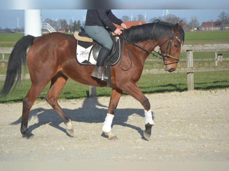 Pozostałe rasy Klacz 8 lat 165 cm Gniada in Breda