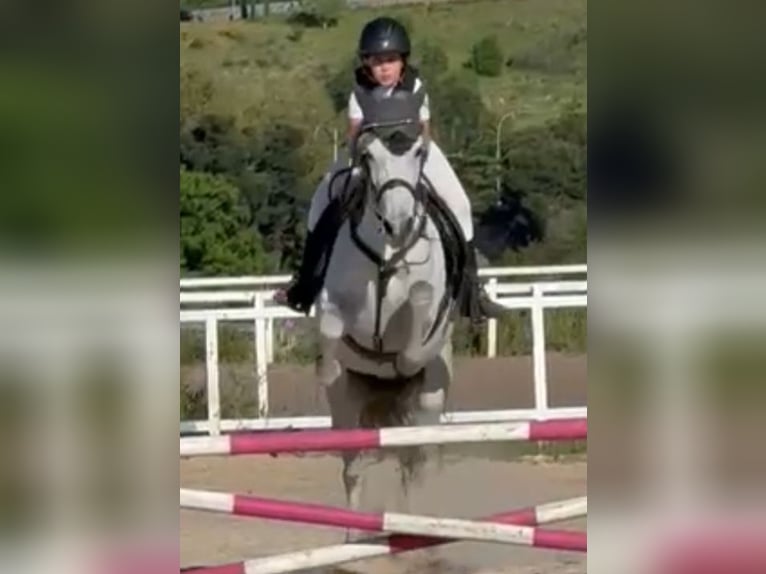 Pozostałe rasy Mix Klacz 8 lat 165 cm Siwa in Madrid