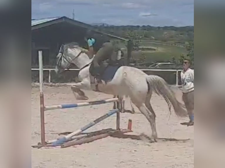 Pozostałe rasy Mix Klacz 8 lat 165 cm Siwa in Madrid