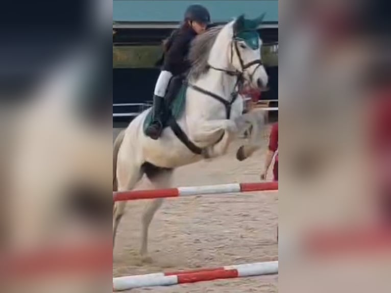 Pozostałe rasy Mix Klacz 8 lat 165 cm Siwa in Madrid