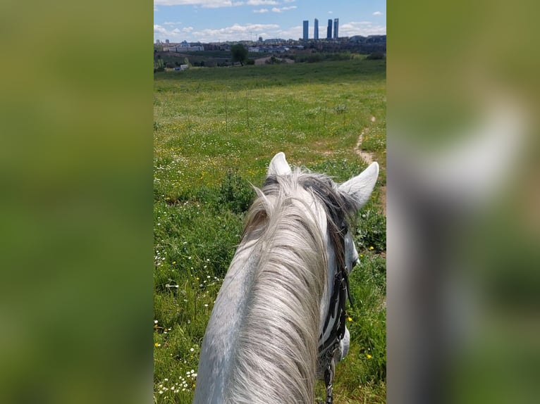 Pozostałe rasy Mix Klacz 8 lat 165 cm Siwa in Madrid